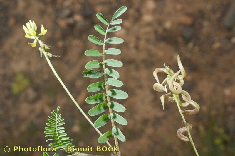 Astragalo 18