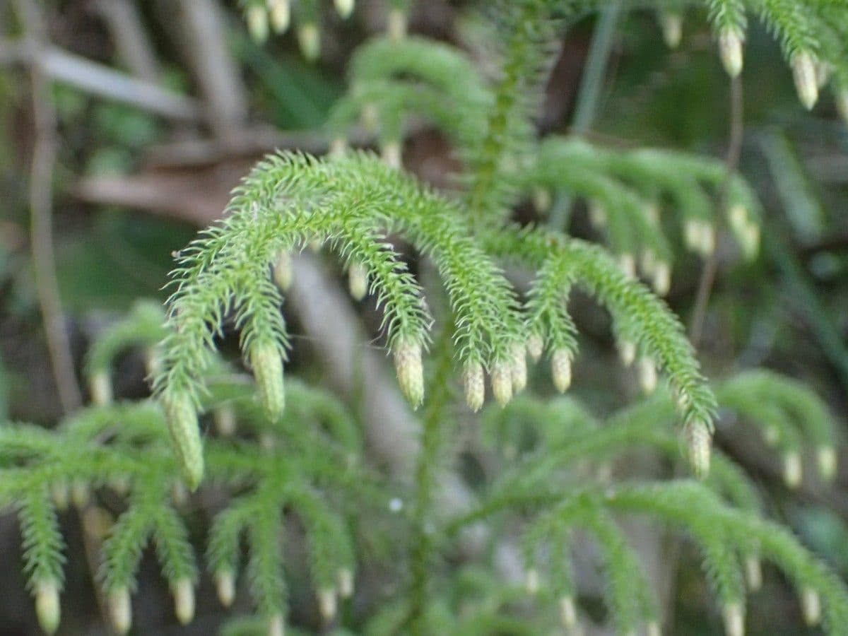 Lycopodiella cernua 3