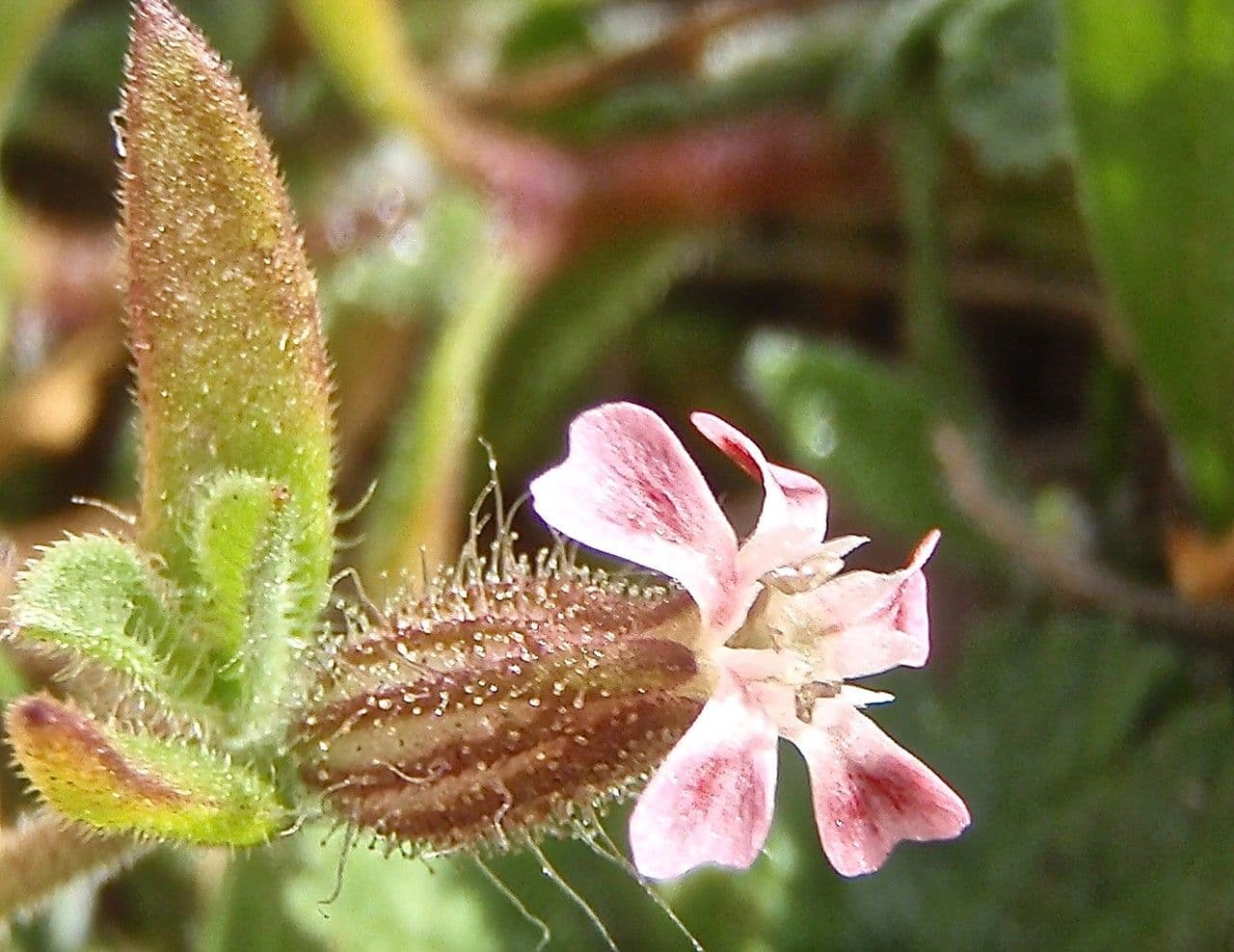Silene gallica 7