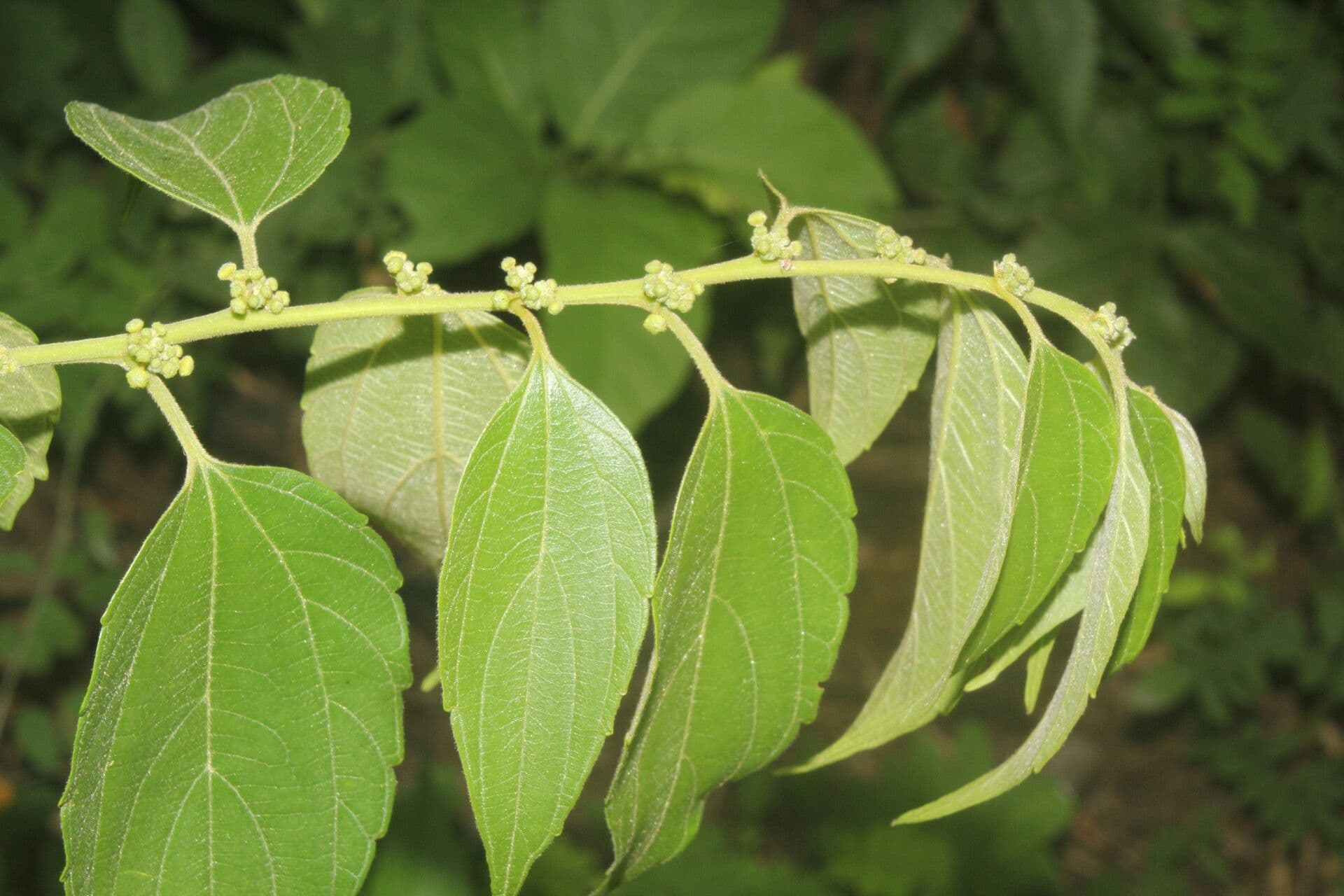 Colubrina 6