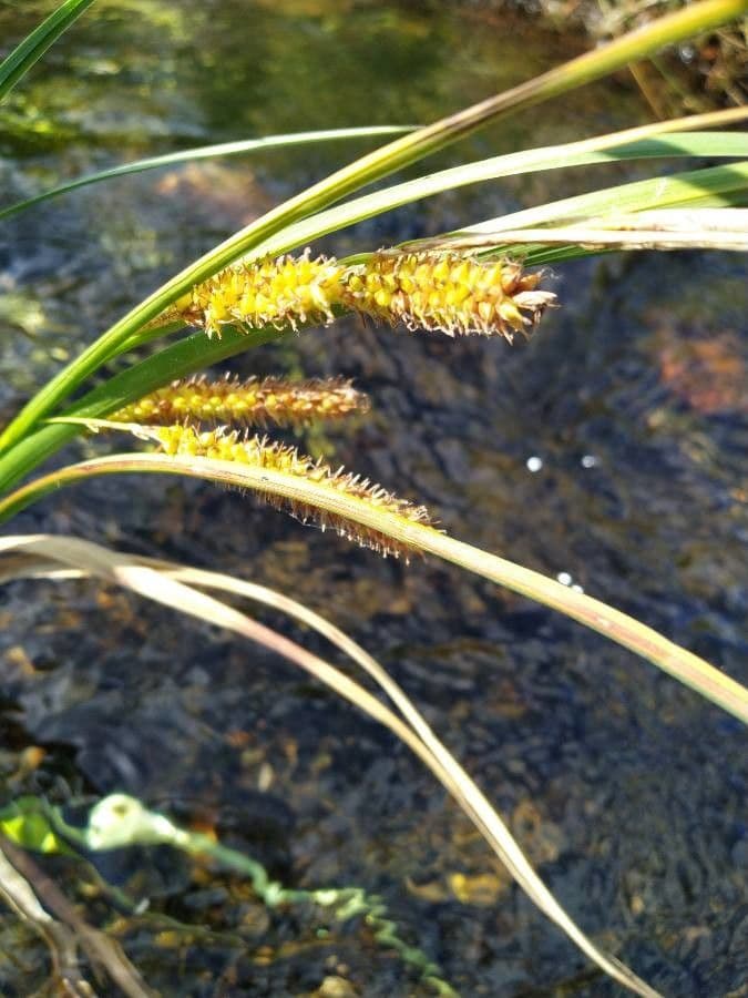 Carice rostrata 9