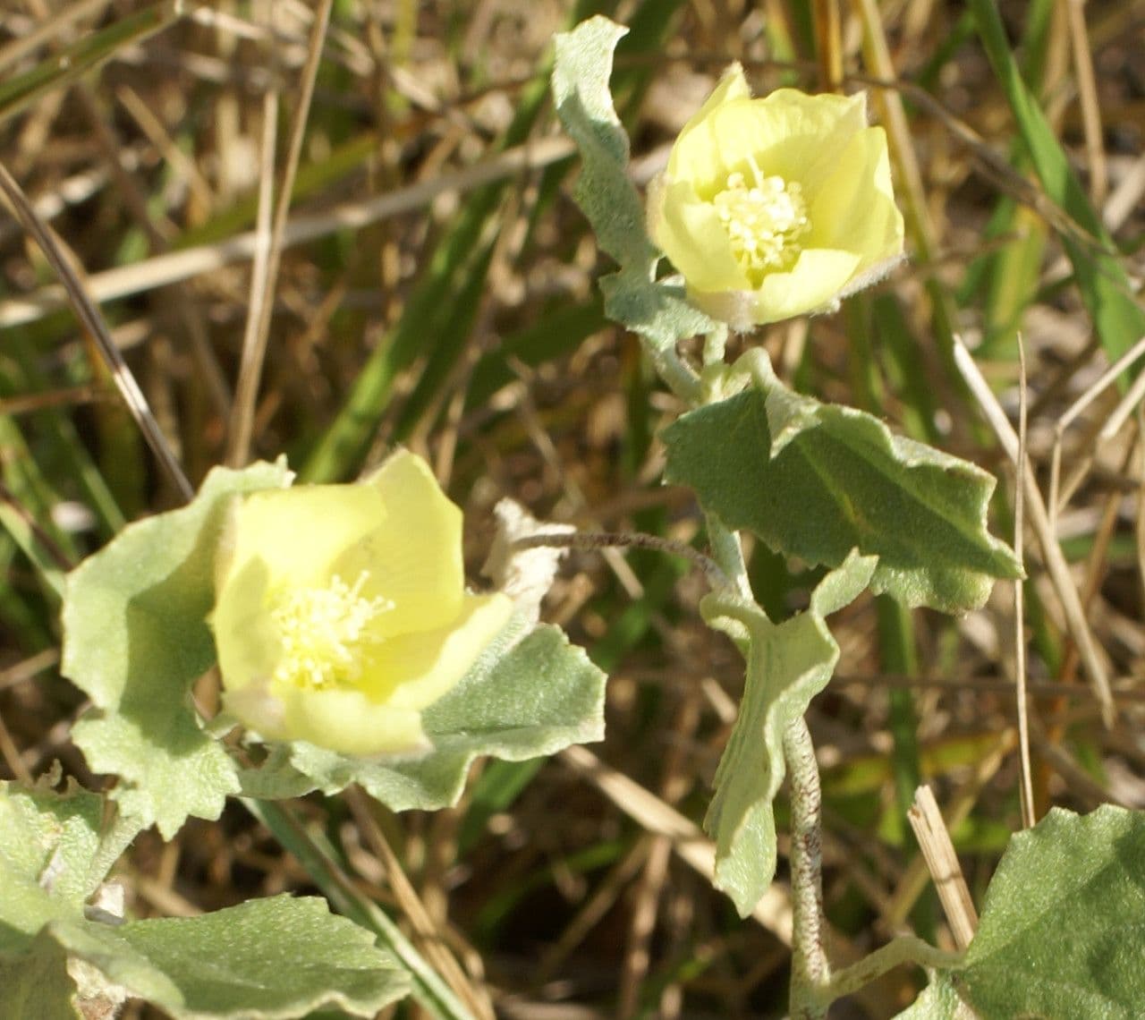 Malvella leprosa 9