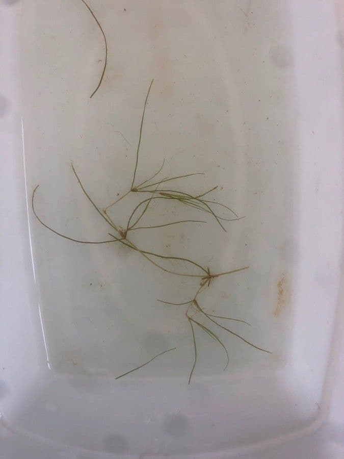 Zanichellia palustre 20