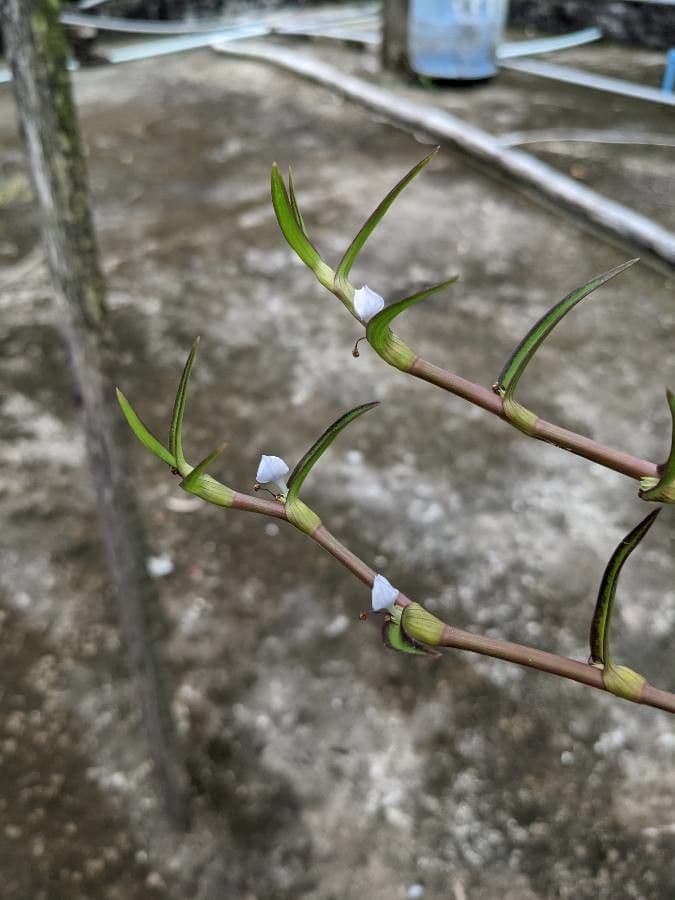 Cyanotis 4