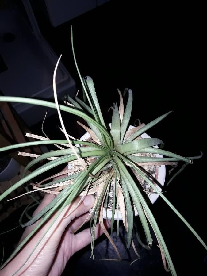 Tillandsia 7