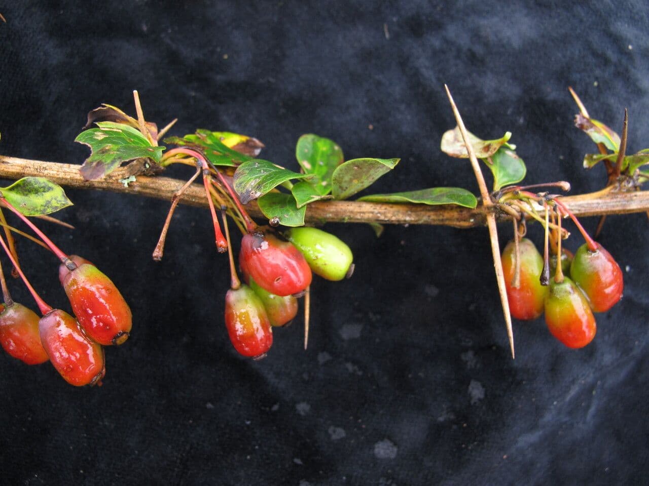 Berberys Thomsona