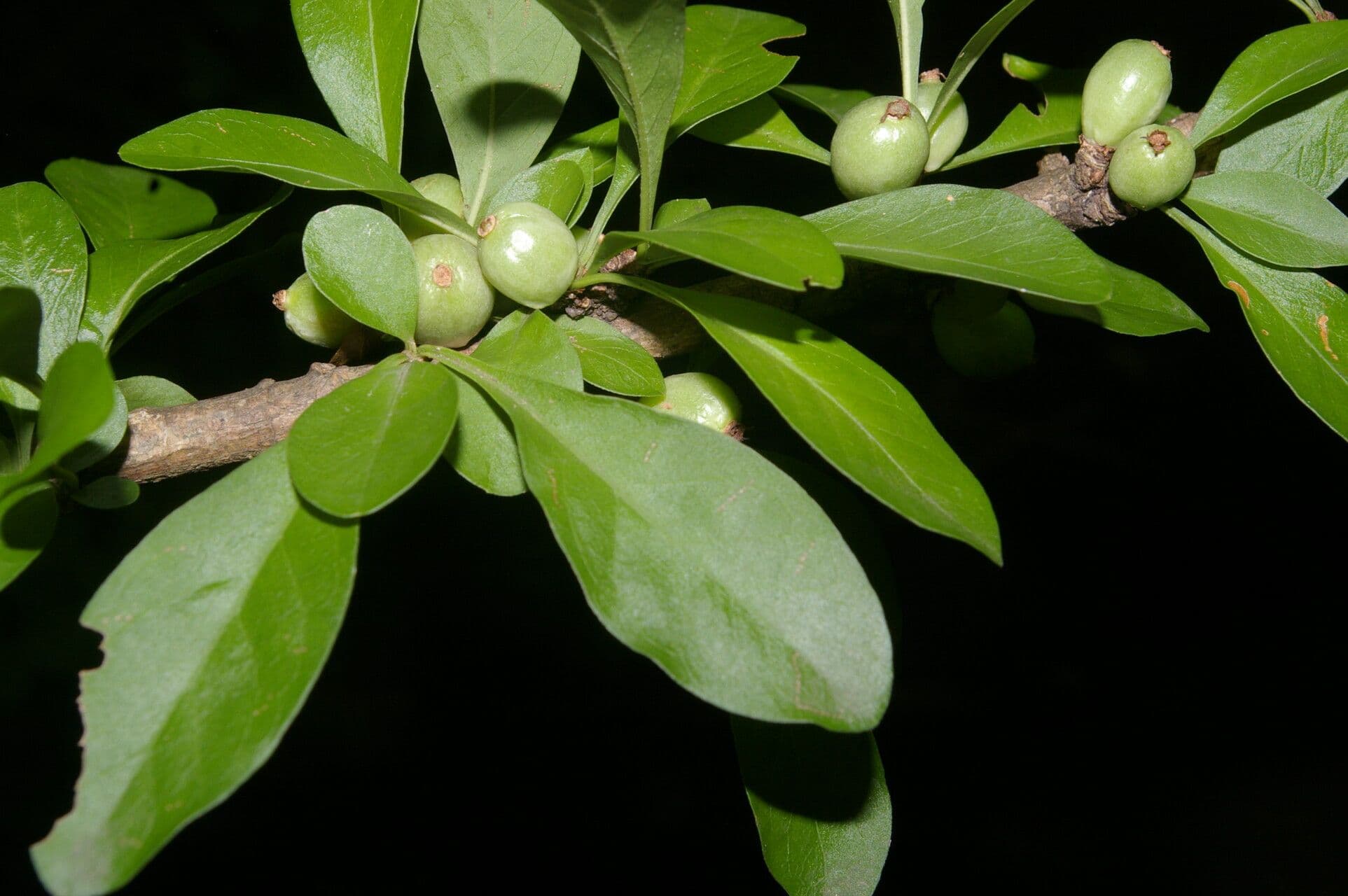 Randia Aculeata 3