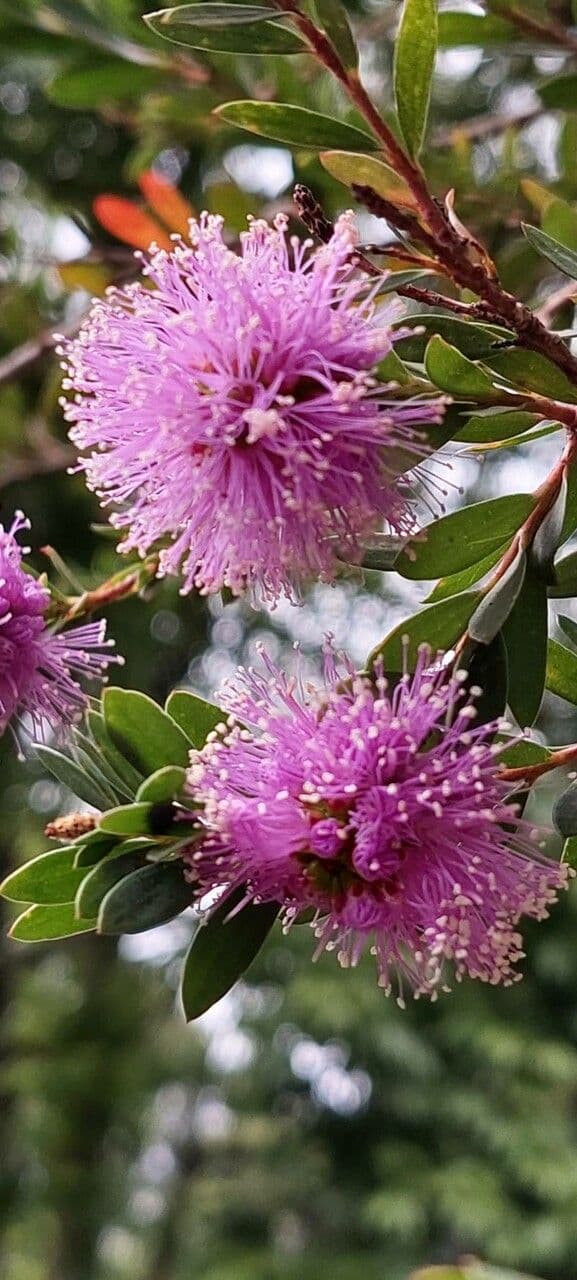 Melaleuca 25
