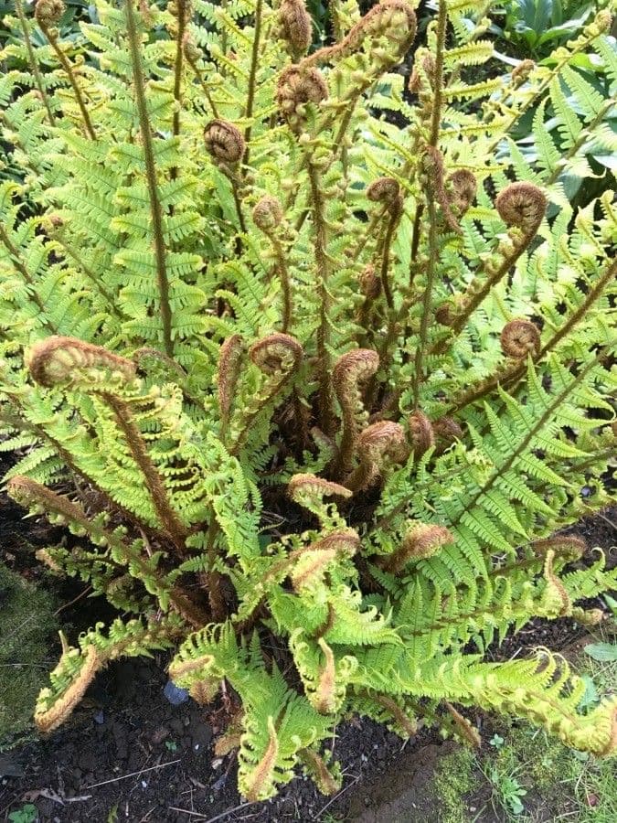 Dryopteris fragrante 3