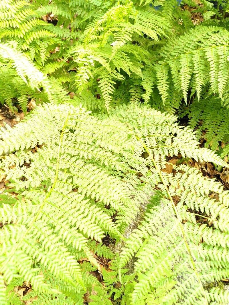 Athyrium 2