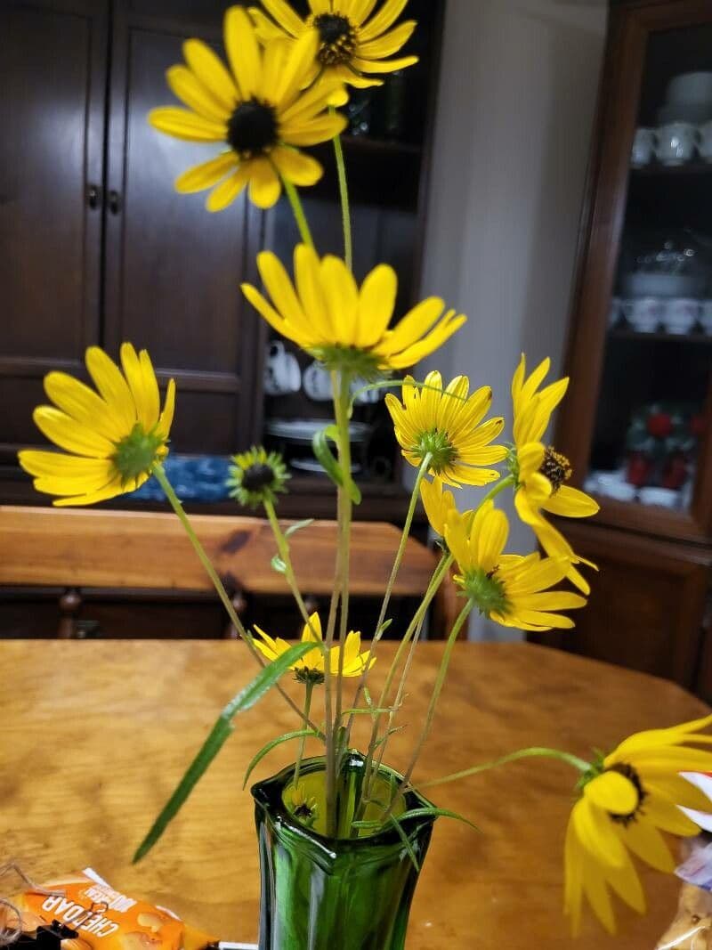 Schmalblättrige Sonnenblume 14