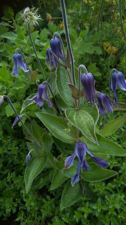 Einfache Clematis 18