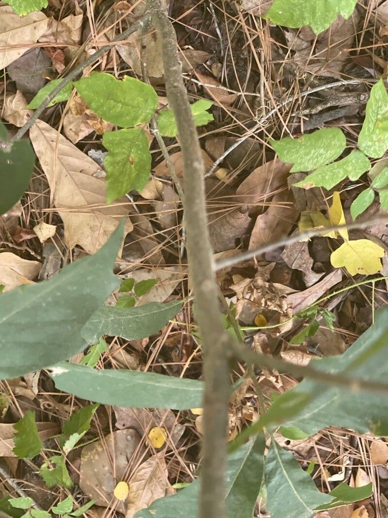 Quercia bianca polymorpha 15