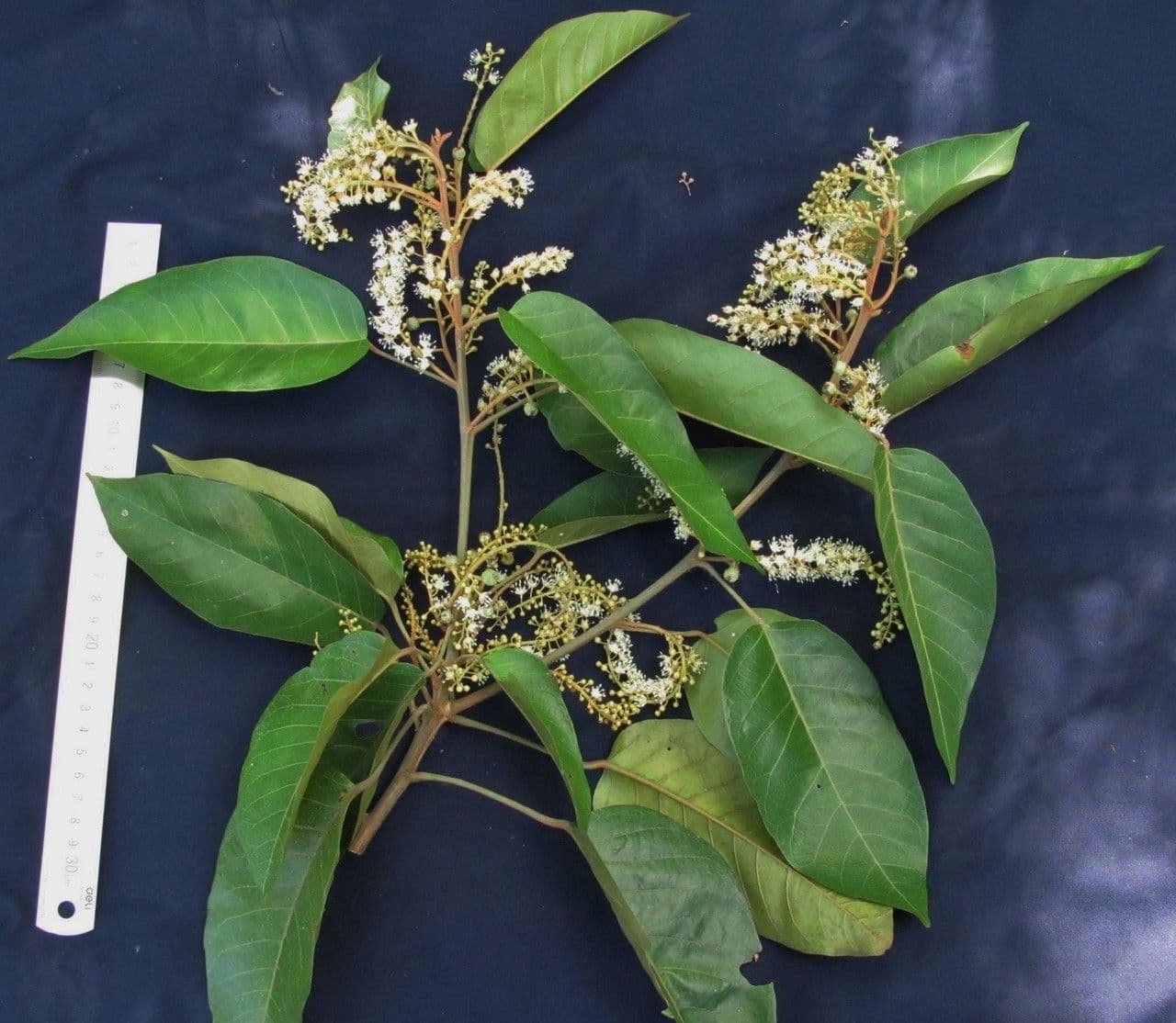 Croton 6