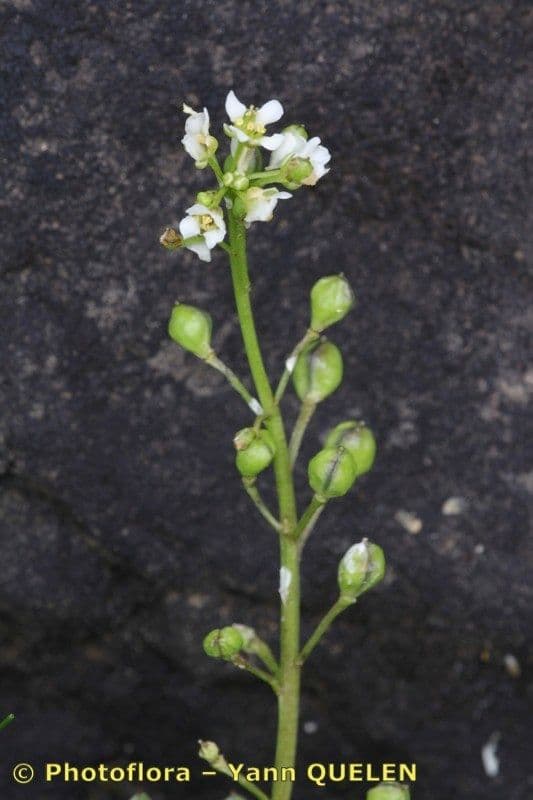 Cochlearia pyrenaica 16