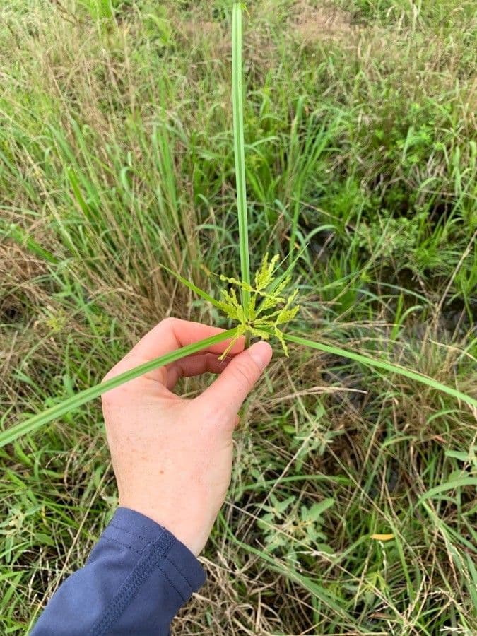 Šáchor jednovicatý 9