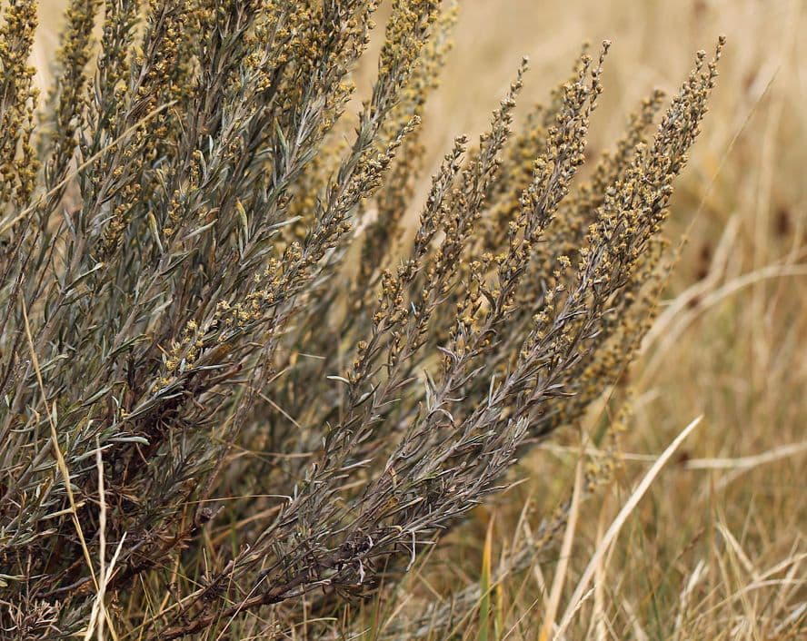 Artemisia argentea 18