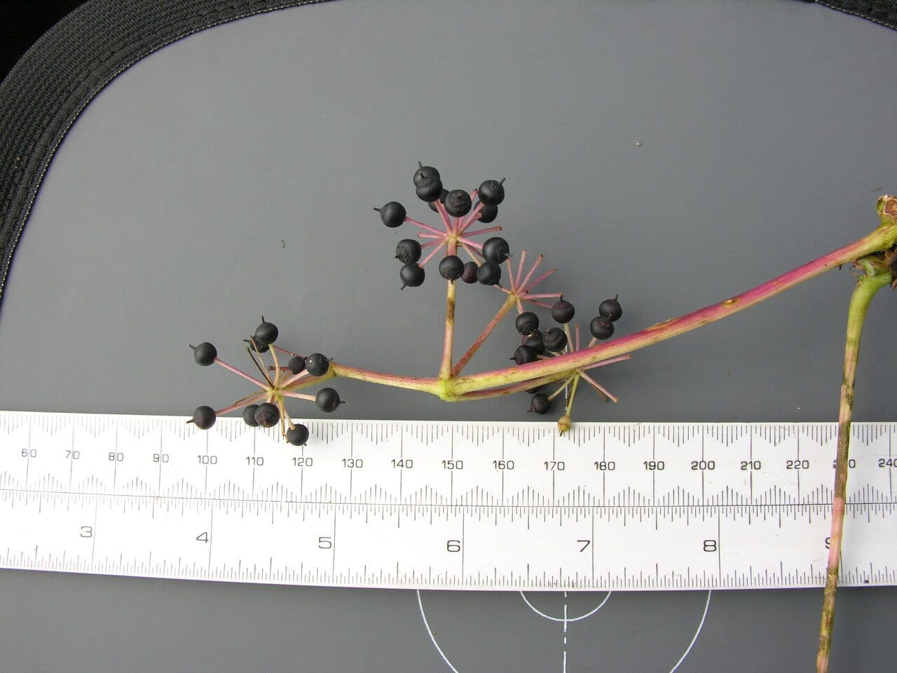 Aralia 12