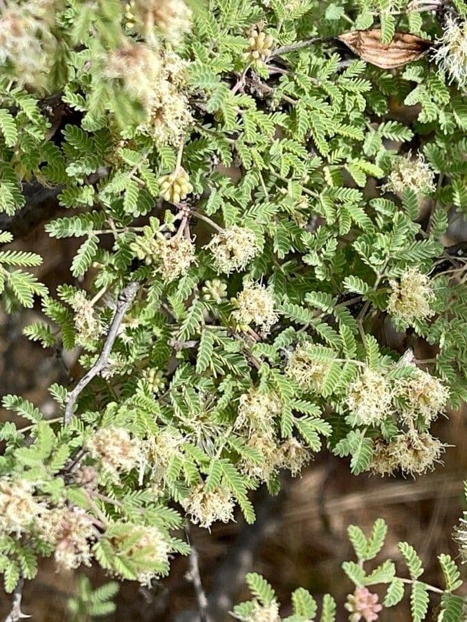 Mimosa spinosa 16