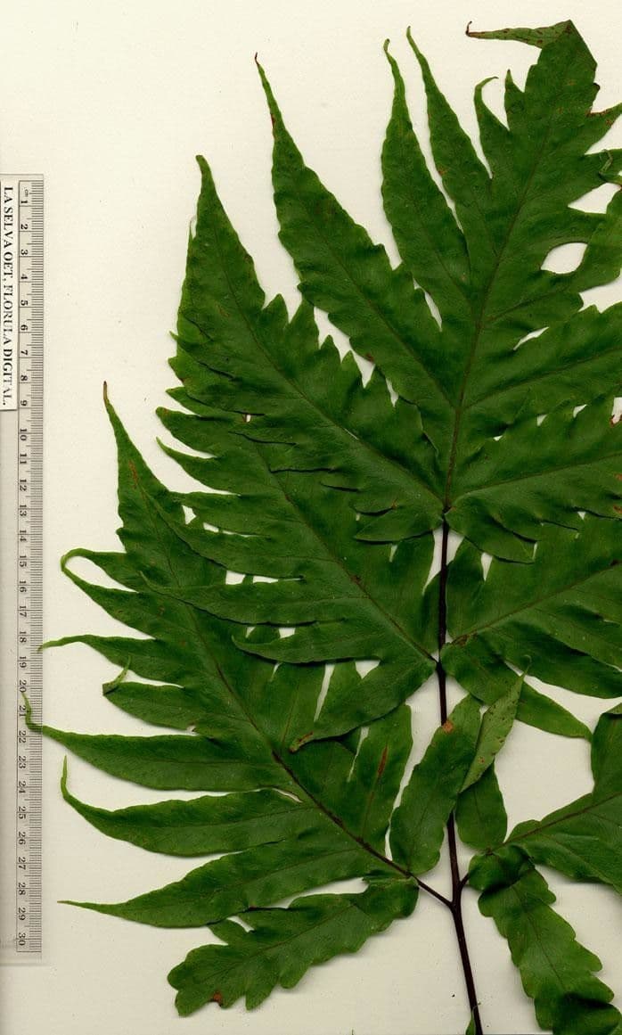 Tectaria athyrioides
