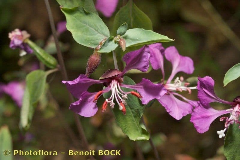Clarkia 23