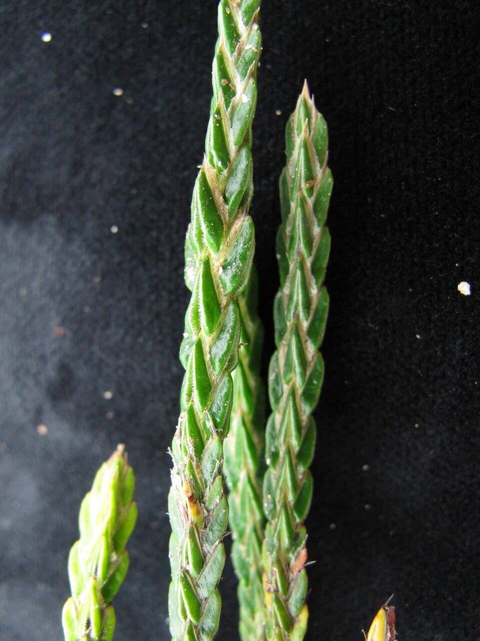Cassiope fastigiata