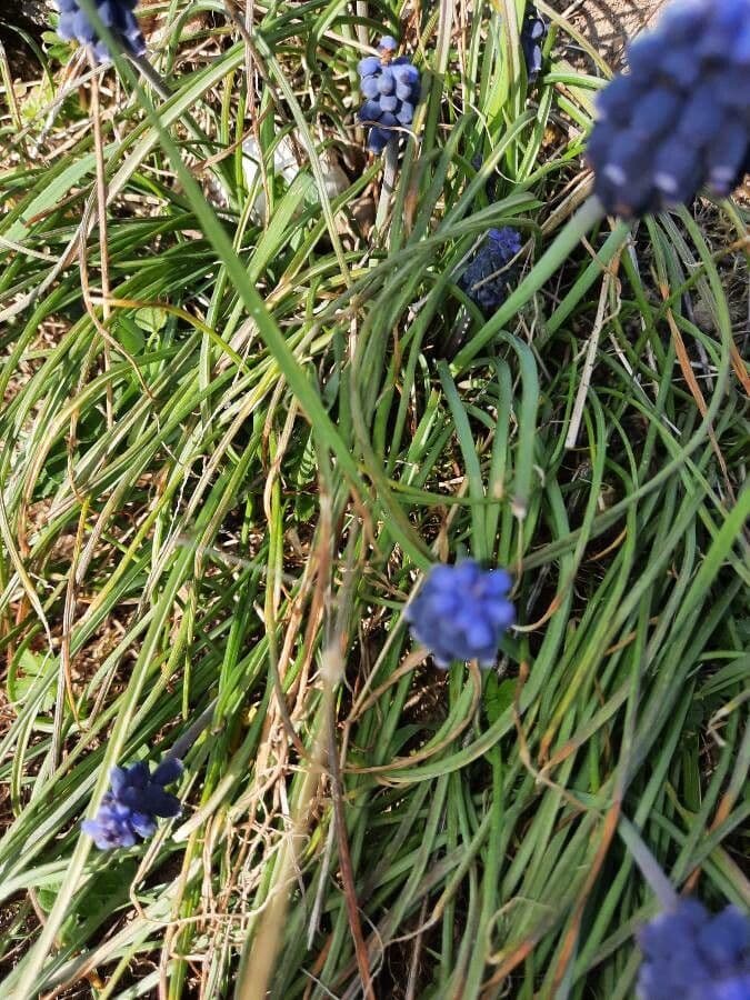 Szafirek miękkolistny 19