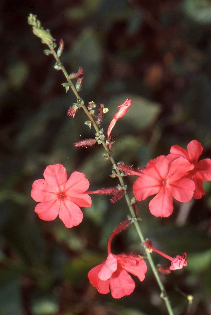 Plumbago 4