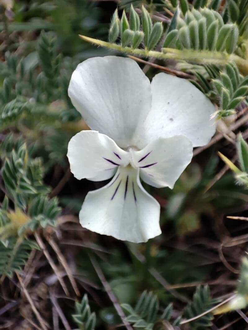 Viola 2