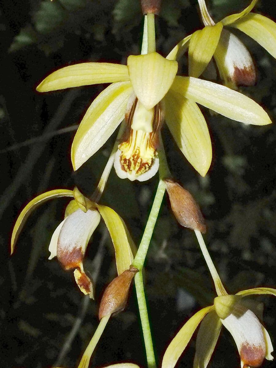 Coelogyne 4