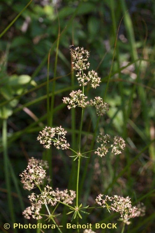 Schlankes Labkraut 2