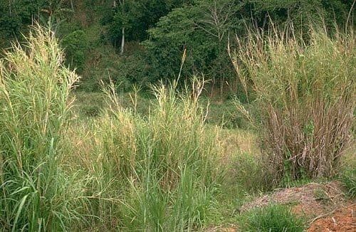 Erba fontana viola 10