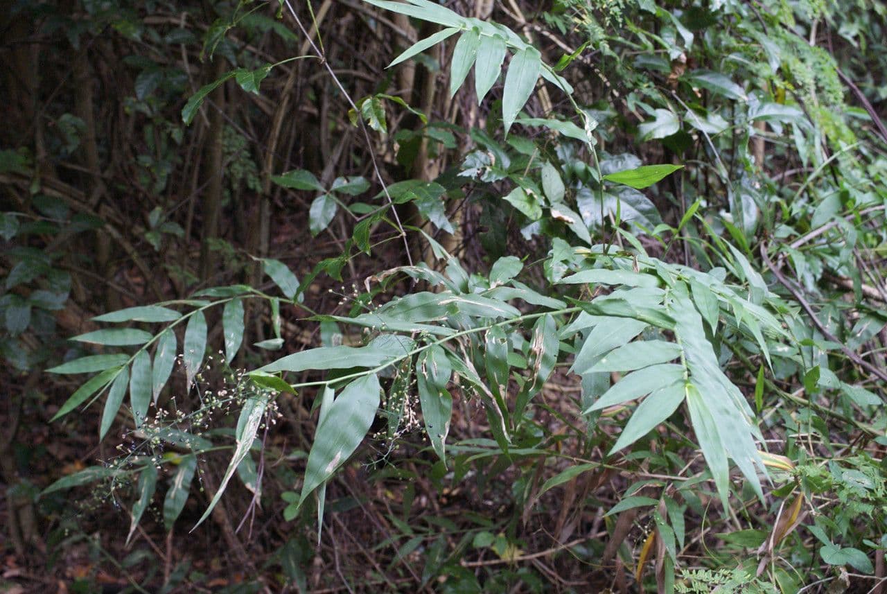 Lasiacis maculata 6
