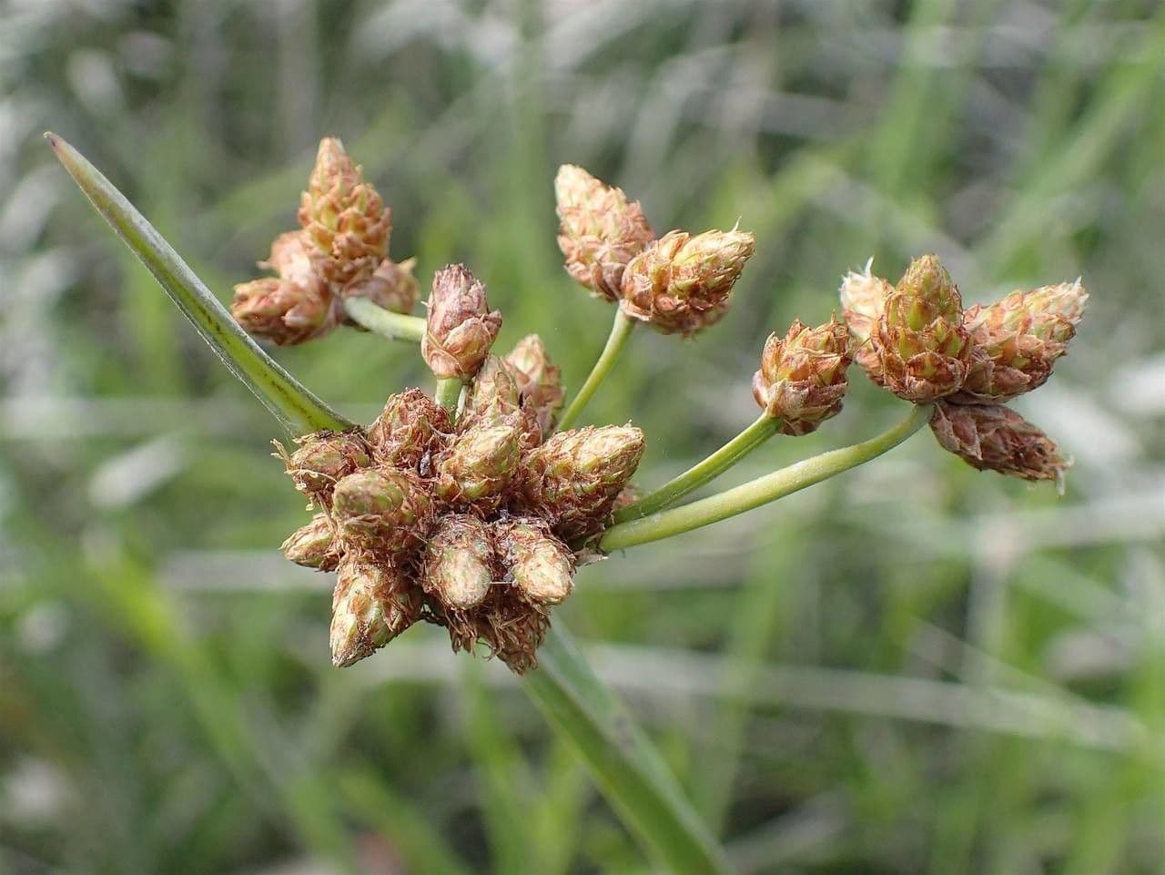 Schoenoplectus triqueter 4