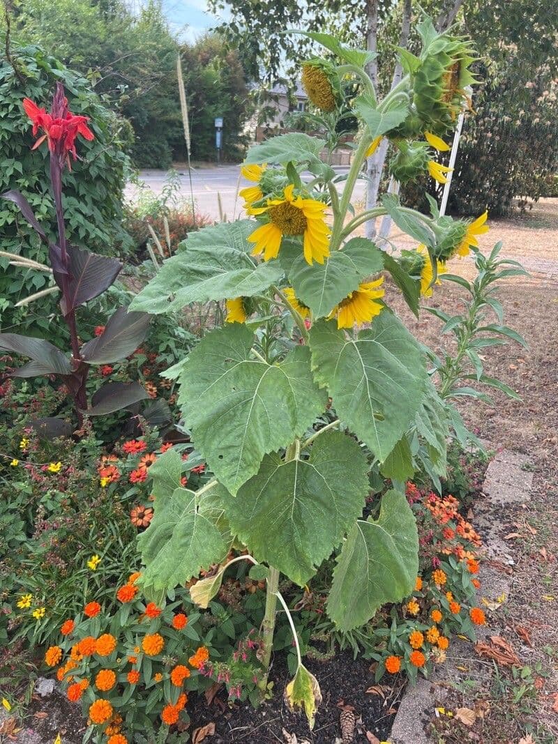 Tournesol géant 9