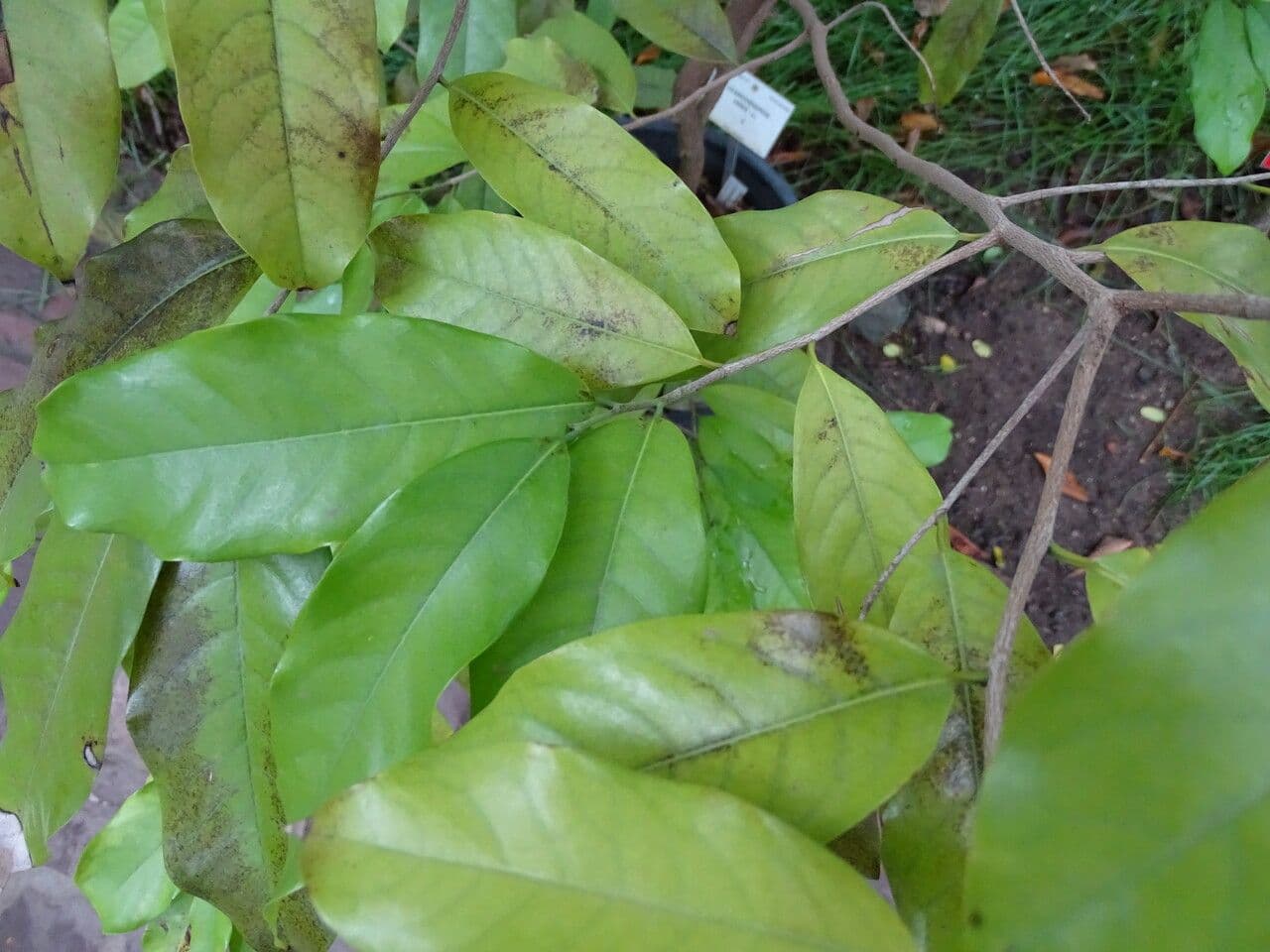 Uvariodendron