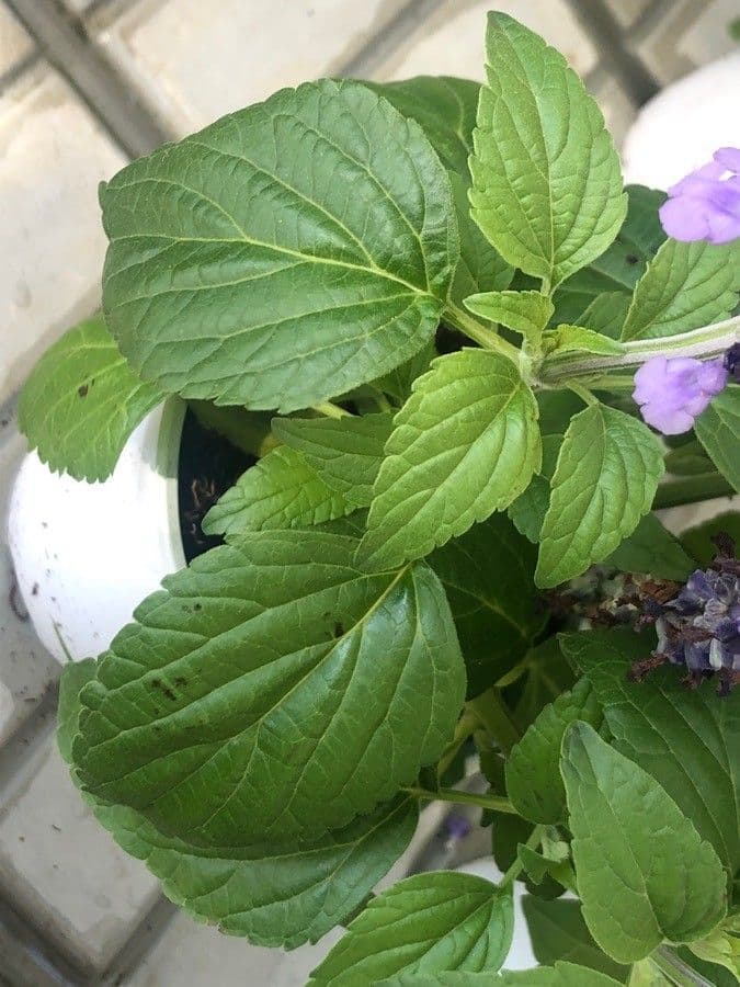 Salvia 4