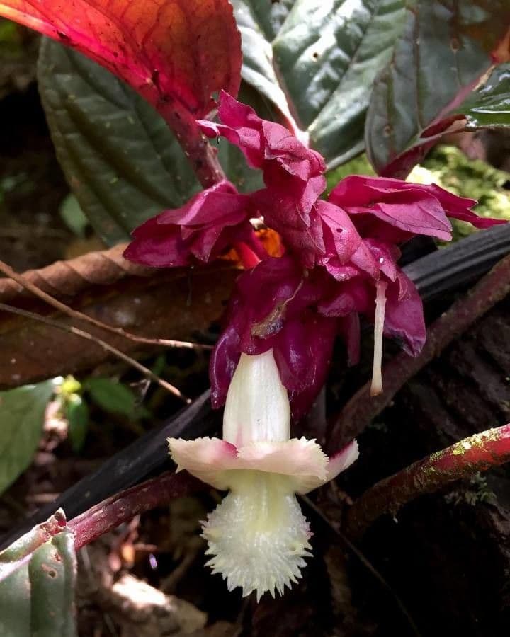 Drymonia 6