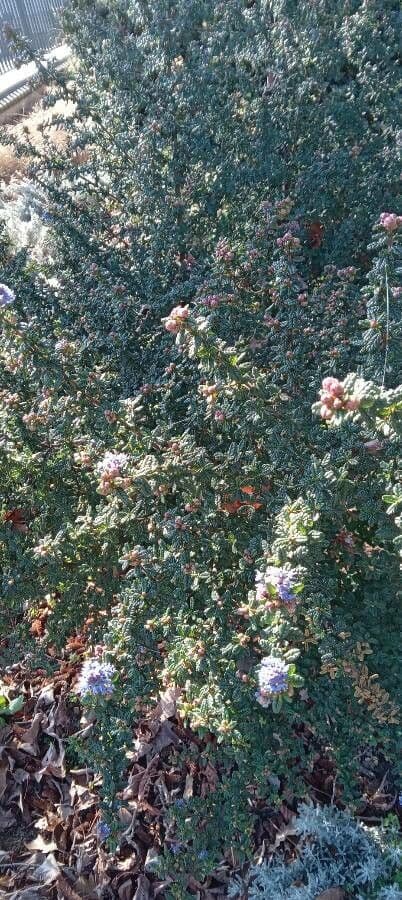 Ceanothus 6