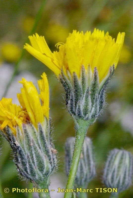 Grünflächiges Habichtskraut