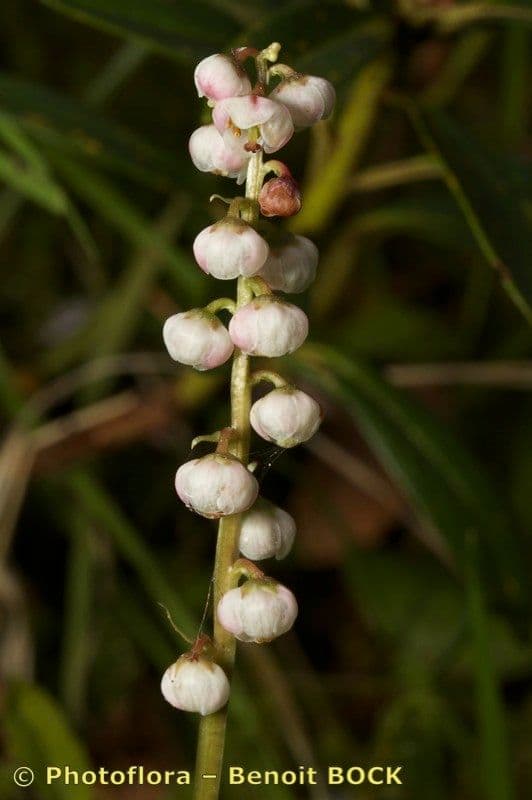 Piroletta minore 27