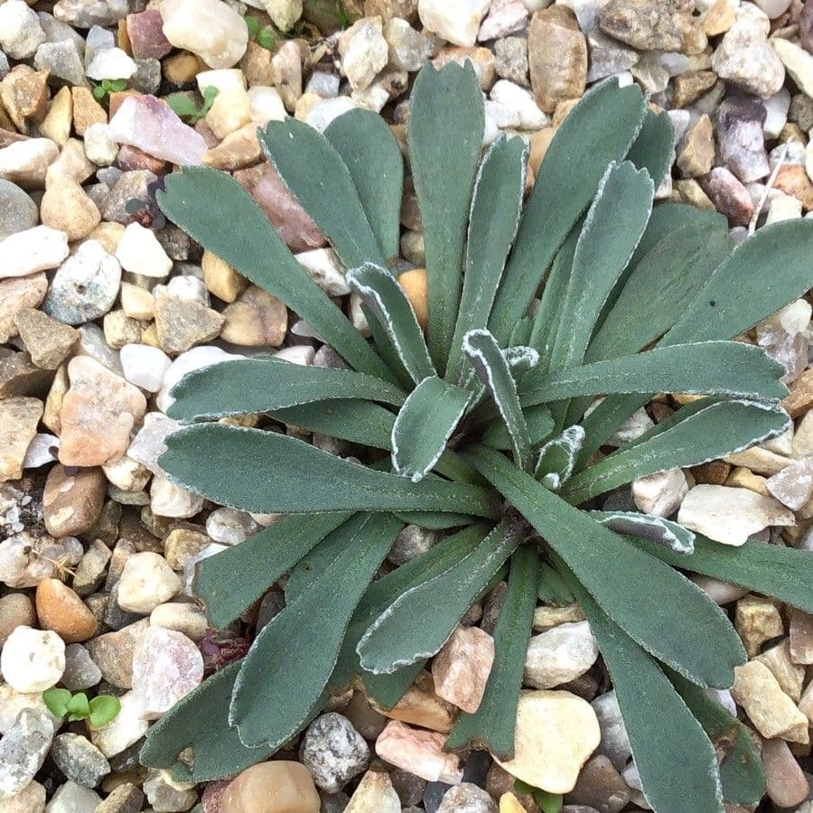 Senecione 7