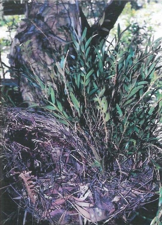 Dendrobio unicarinato 5