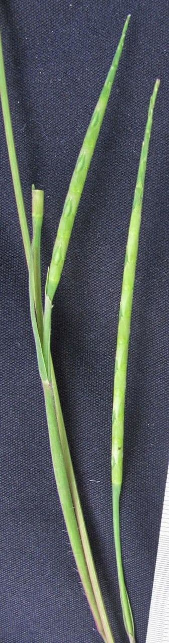 Rottboellia 3