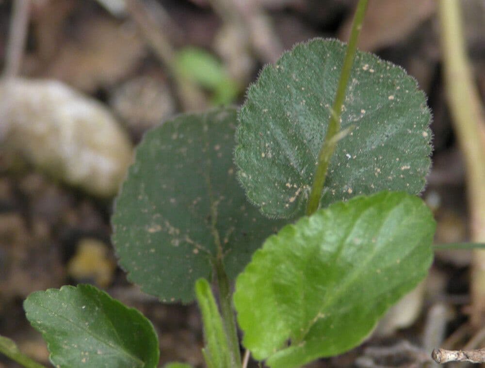Viola pelosa 18