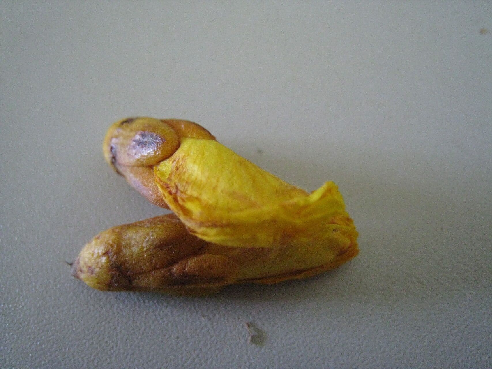 Recordoxylon 9