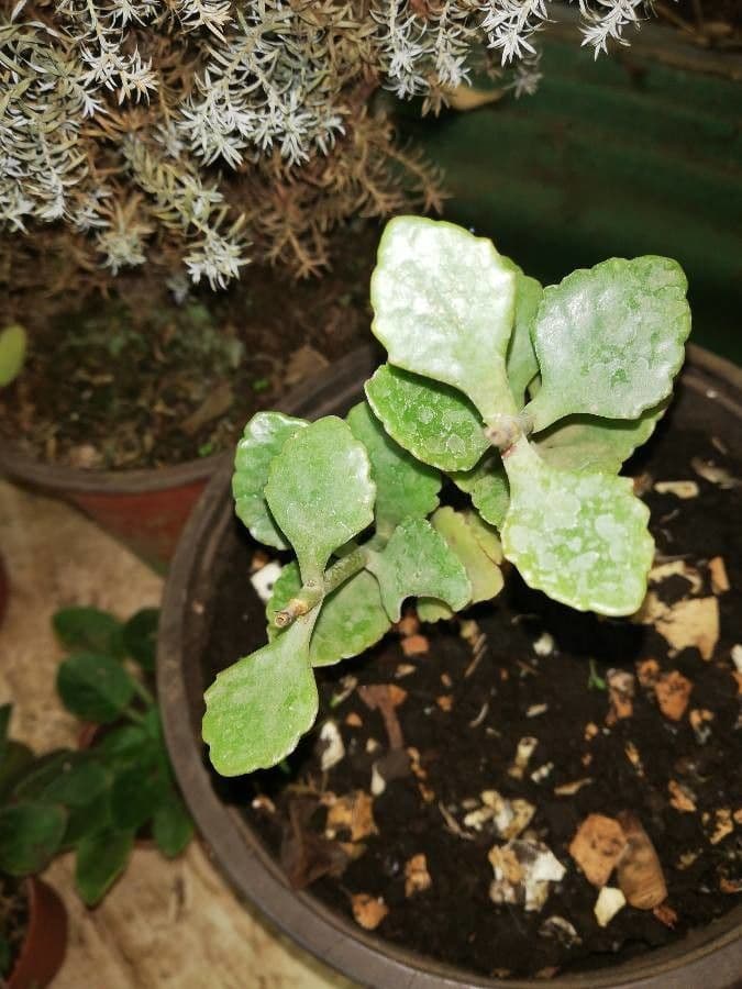 Kalanchoe 15