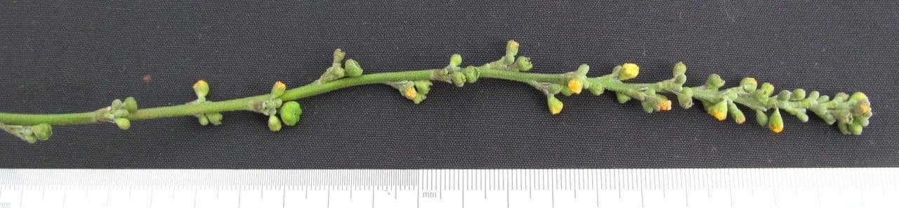 Allobriquetia 15