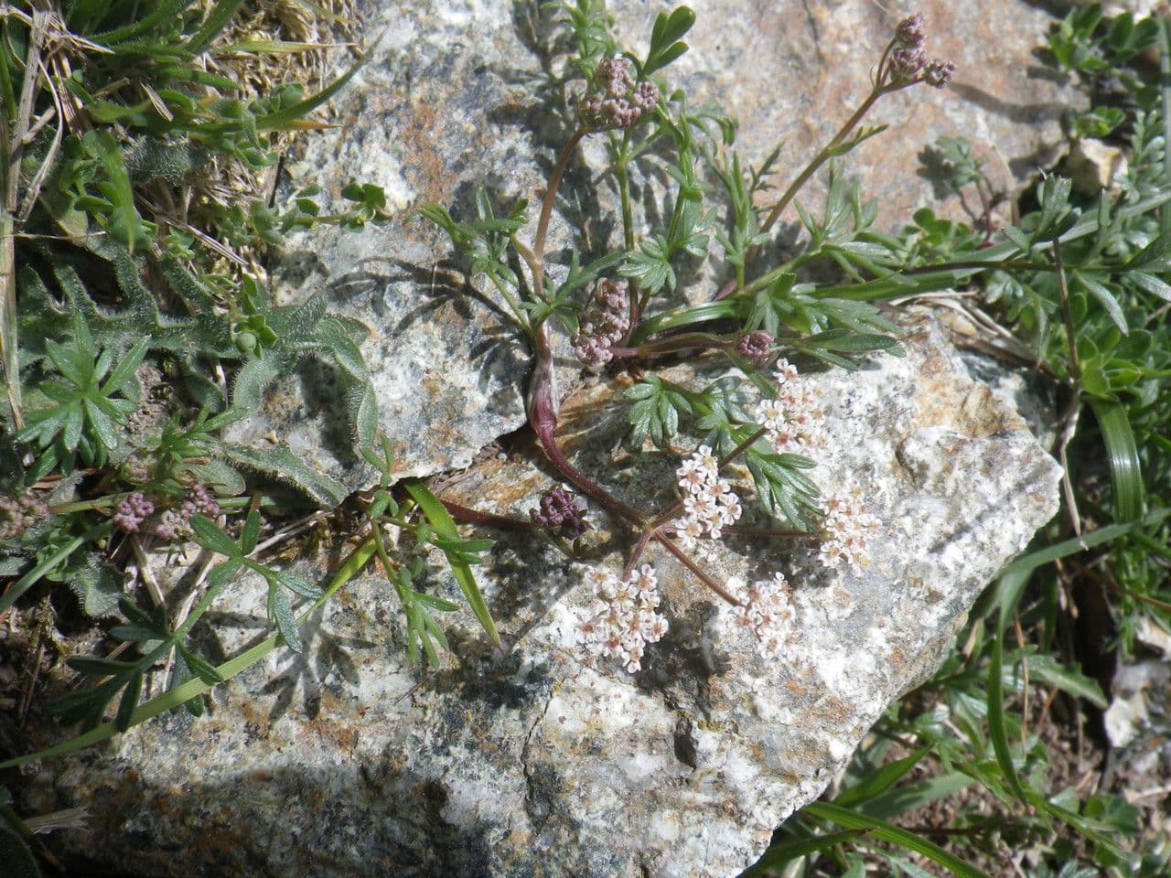 Krabilka alpská 6