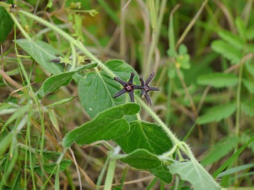 Matelea biflora 9